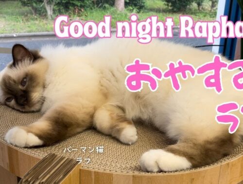 バーマン猫ラフ【おやすみラフ】Good night Raphael（バーマン猫）Birman/Cat