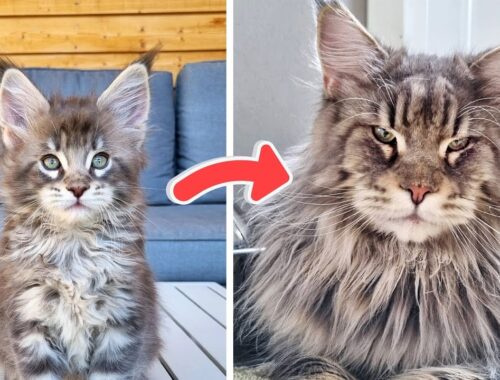 Maine Coon Kittens Grow So Big! | Thor and Grim - 1 Year Old
