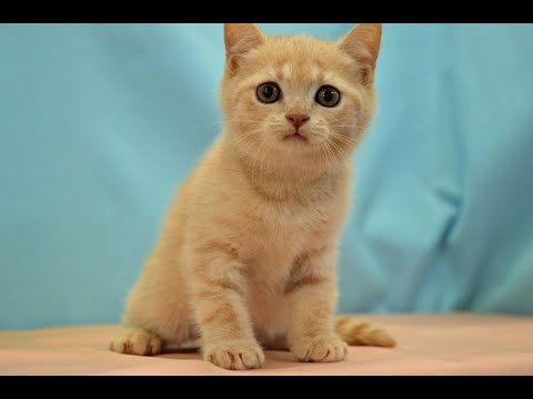 ブリティッシュショートヘアー　NO.230813　ペットショップ『ヒラマツケンネル』の子猫