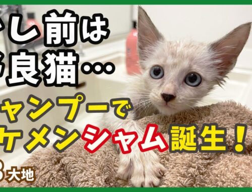 【保護 シャムミックス】初めてのお風呂は最高？綺麗な美猫に変身した強気な子猫が可愛い。【野良シャム・大地3】/ Kitten  protection