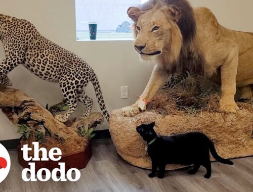 Shelter Cat Works At A Museum Now | The Dodo