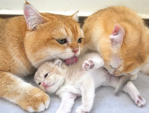 Mom and Dad Cat care for their kittens together, an incredibly sweet cat family