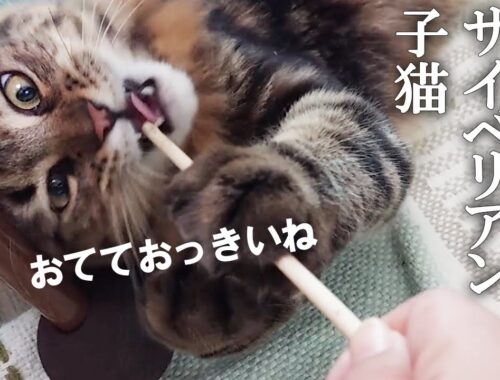 割り箸だけでこんなに遊んでくれるサイベリアン子猫