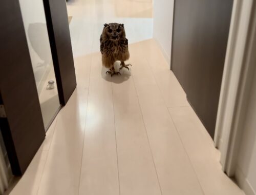 #850 歩いてこないフクロウ An owl doesn't walk【ベンガルワシミミズク】