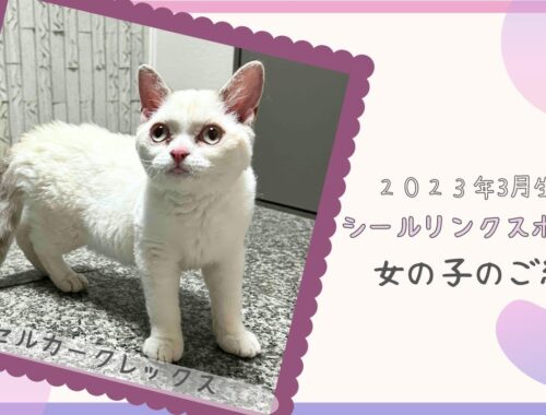 【セルカークレックス　仔猫】販売中の猫ちゃんをご紹介いたします！【シールリンクスポイント】