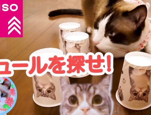 ダイソーもちまる紙コップゲームをマスターした猫 Daiso goods