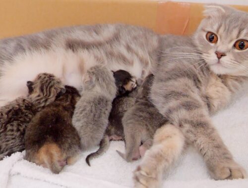 Cat gives birth to 5 kittens with completely different colors and patterns .[Scottish fold]