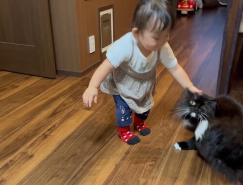 家族の帰りを出迎えたら幼児からしか褒められなかった猫　ラガマフィン　A cat praised by an infant when welcoming a family home