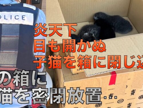 【65】生まれて間も無い子猫５匹と母猫を別々の箱で密閉放置！捜査は警察へ、我々は命を守り幸せにするだけ。保護猫保育園は満員御礼中…
