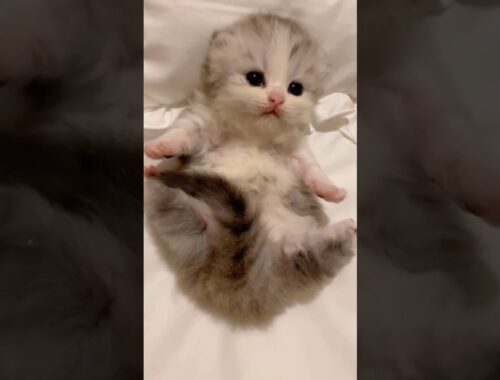 cute kitten🥰😊 179 #shorts #cat #kitties #kittens