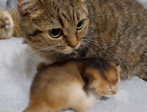 Aunt cat's love for kittens is unstoppable. Cats' maternal instinct was too amazing