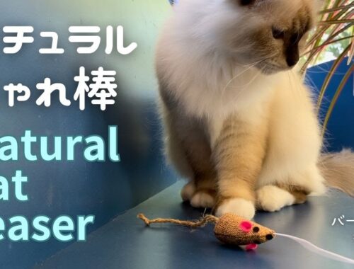 バーマン猫ラフ【ナチュラルじゃれ棒】Natural cat teaser（バーマン猫）Birman/Cat