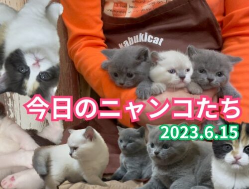 【今日のニャンコ　2023.6.15】ブリティッシュショートヘア子猫たちの現在の姿です