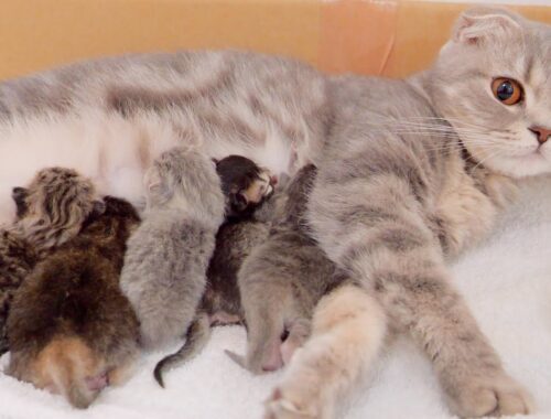 Five cute kittens of different colors were born.[Scottish fold]