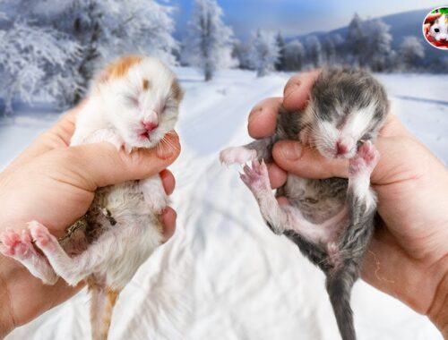 While NEWBORN KITTENS Are Waiting to PASS AWAY, An INCREDIBLE MIRACLE Happens. | Lucky Paws