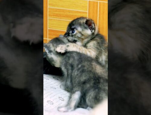 Cute Manx kitten breed #shortsviral #kitten #cutecat #animal #cat #cutepet #cute #shorts #shortvideo