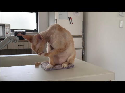 デボンレックス猫がハンドタオルの上でグルーミングしています(Devon Rex cat grooming on his favorite hand towel)