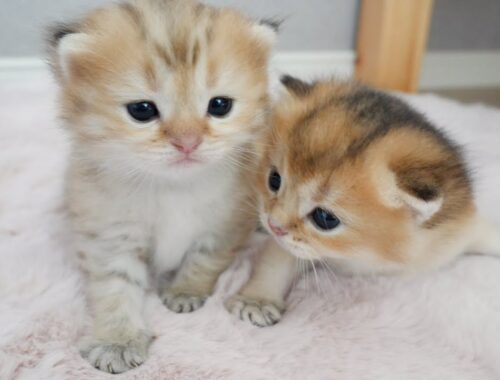 Cute twin kittens are now one month old!