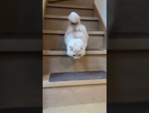 うちの長毛マンチカンの階段を降りる様子 #猫 #cat #マンチカン