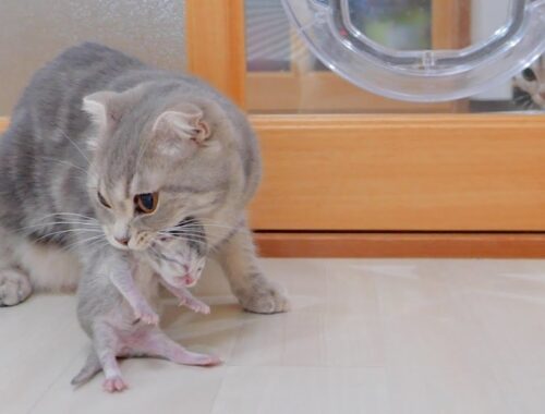 Here is the moment when the big brother cat met the baby kitten for the first time.