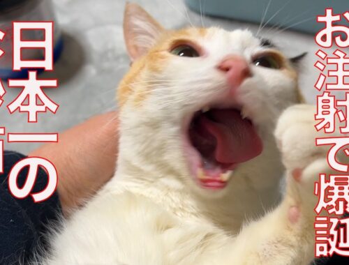 日本一の珍妙猫、お注射で爆誕する