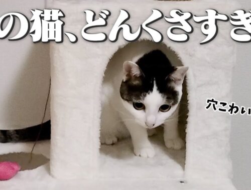 キャットタワーに不慣れな猫、穴に落ちかけてしょんぼり顔が可愛い