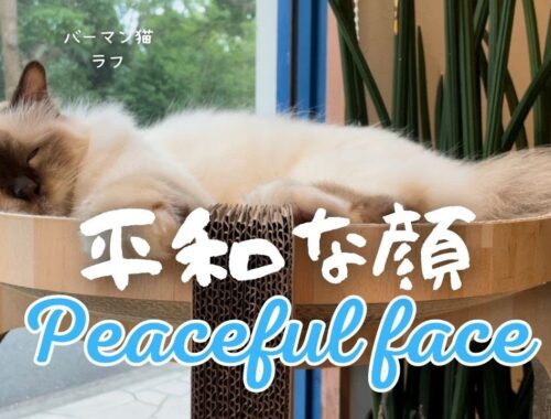 バーマン猫ラフ【平和な顔】Peaceful face（バーマン猫）Birman/Cat