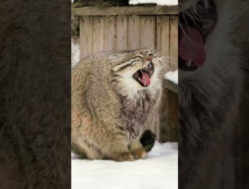 Zelenogorsk the Pallas's cat warms his paws on his tail