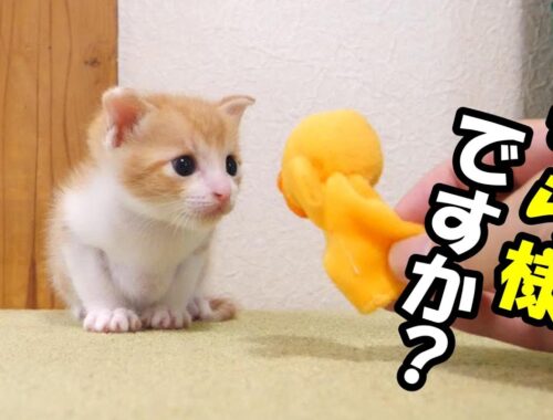 初めて見る小さいおもちゃに子猫が困惑する？【赤ちゃん猫　保護猫】