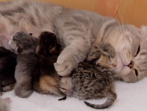 The baby kitten kissing the mother cat goodnight was too cute.