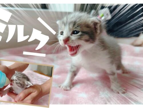 【子猫のミルボラ】「ピャーピャー」歩いて「ちゅるちゅる」ミルク【保護猫生活3日目】
