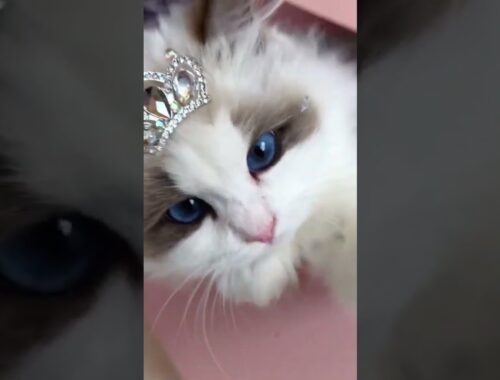 cute Princess Cat. Beautiful Eyes. like cat. #cute cat #Shortscat #cats #shorts #beautifulcat