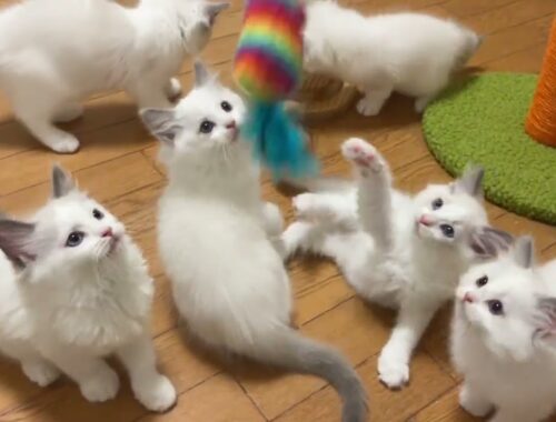 【ラグドール】お迎え募集中の子猫たち