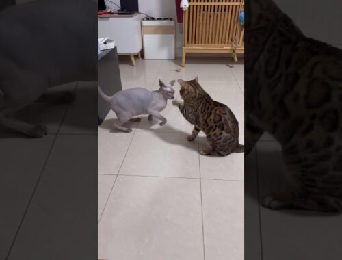 毛のない猫とベンガル猫の戦い（猫の喧嘩）【スフィンクス ベンガル猫】