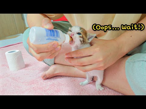 What Happens When a Hungry Rescued Kitten Eats Kitten Formula for the First Time?