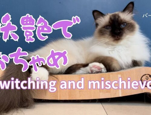 バーマン猫ウリ【妖艶でおちゃめ】Bewitching and mischievous（バーマン猫）Birman/Cat