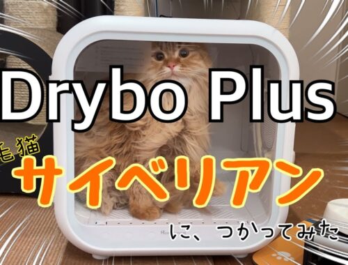 ペット用ドライヤーハウス「Drybo Plus」を長毛猫サイベリアンに使用してみた結果 (Homerunpet)