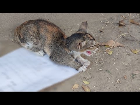 Angry Kitten Found In Street Hissing and Growling At Feral Street Cat Maya