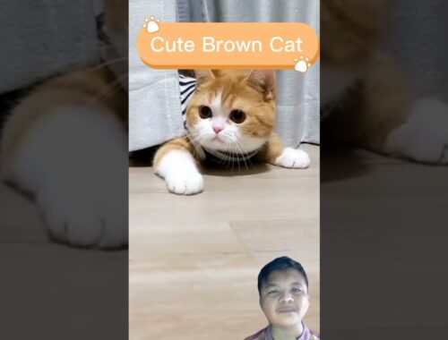 Cute Brown Cat #shorts #cat