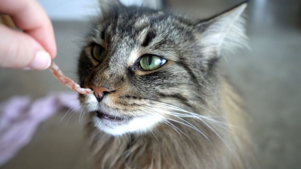 Our Cats review Food | Norwegian Forest Cats Our Cats review Food | Norwegian Forest Cats