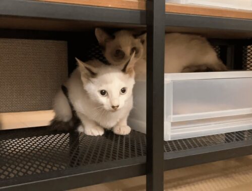 生後3か月のシャムミックスの子猫が2匹やってきた！新卒カップルと子猫。