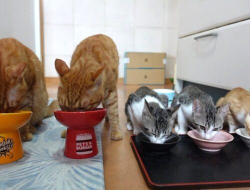 仲良く並んでスープを飲む猫たち