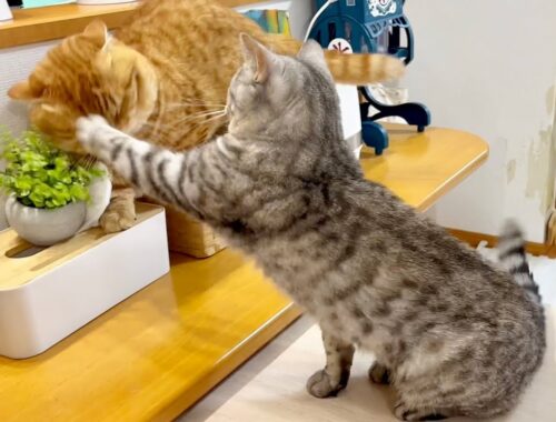 お腹が空いたポッポママのことは誰も止められない！ #猫 #マンチカン