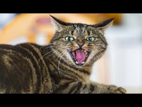 Mother Cat Calling For Her Kittens | Cat Mom Calling Kittens | Cat Sound | Cat Voice | Cats Meowing