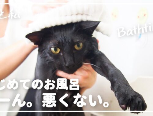 【日本猫】可愛い子猫お風呂初体験！【猫と暮らす家】