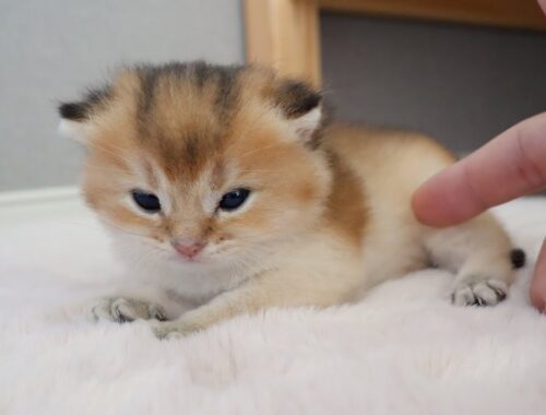 It's hard not to touch the adorable kittens, but I will refrain from touching the kittens from now
