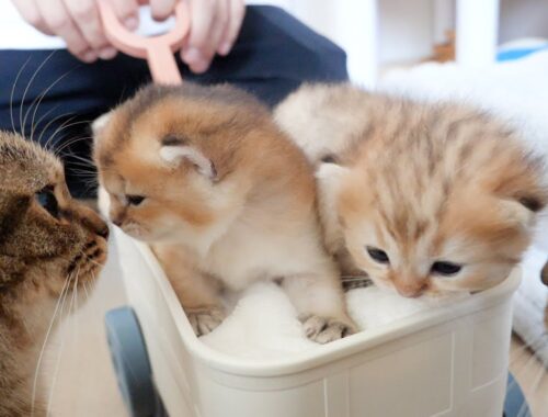 I put the kittens in a wheelbarrow and they were too cute