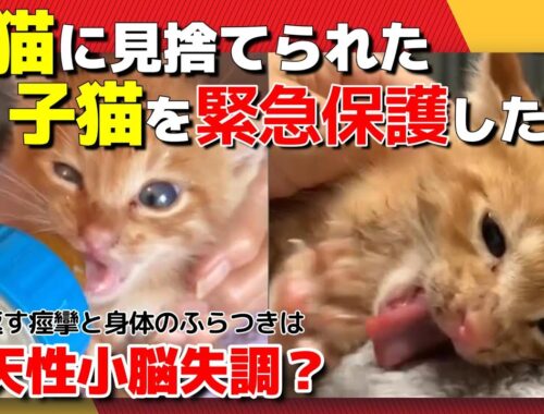 【神戸保護猫】母猫に見捨てられた子猫を緊急保護したら痙攣を繰り返す猫でした
