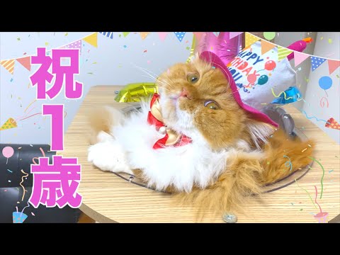 【猫用ケーキ】短足猫の誕生日をお祝い！
