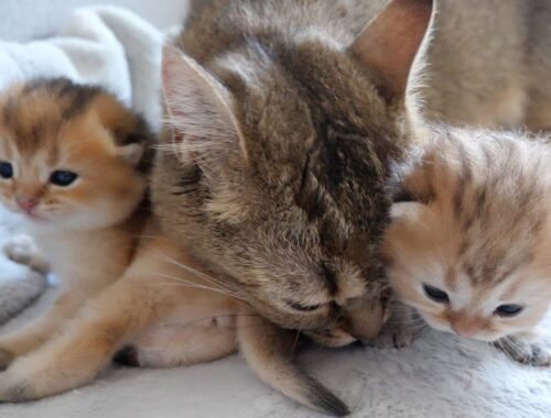 Cute kittens waiting their turn to be licked by their mama cat